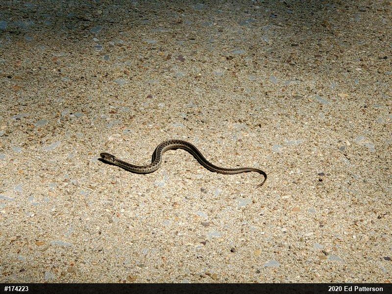 Eastern Gartersnake