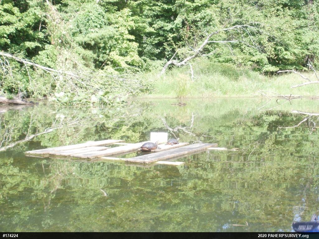 Painted Turtle
