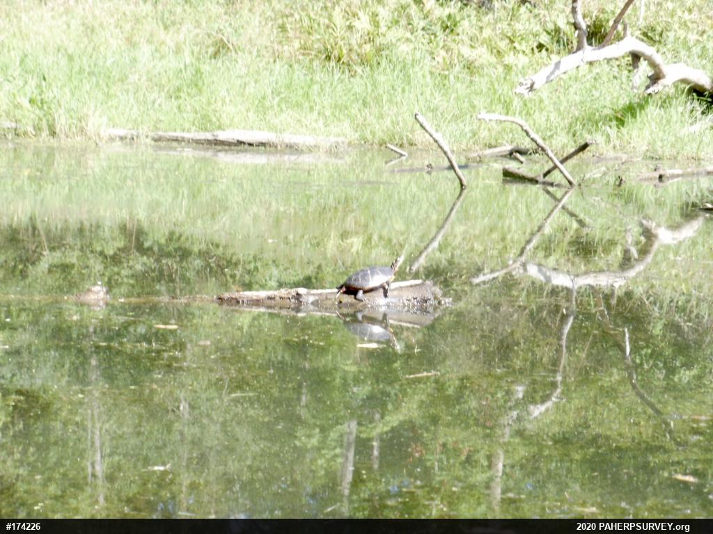 Painted Turtle