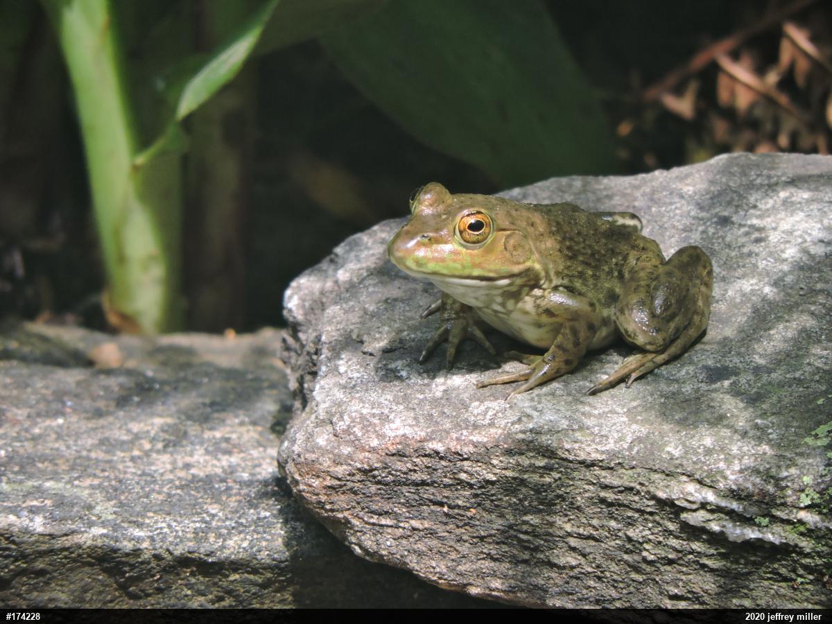 American Bullfrog