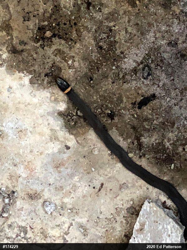 Northern Ring-necked Snake