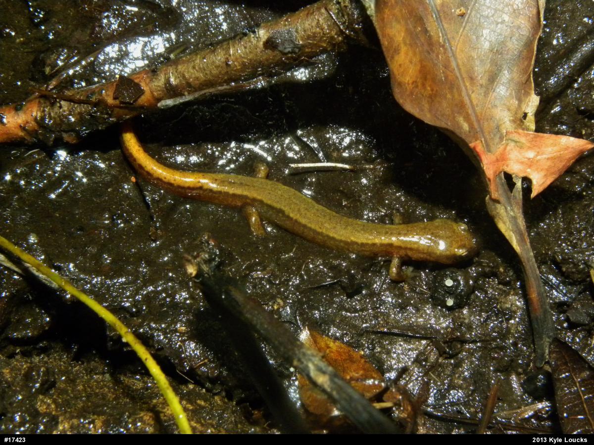 Northern Two-lined Salamander