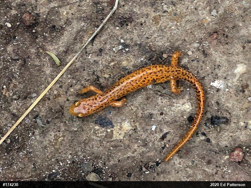 Eastern Long-tailed Salamander