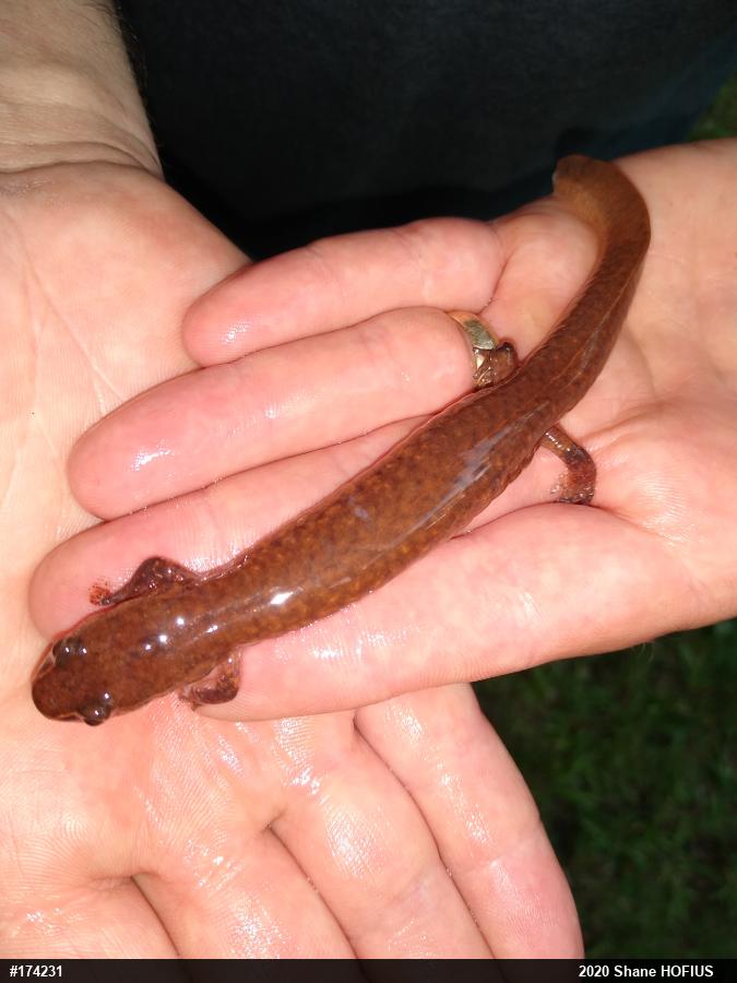 Northern Spring Salamander
