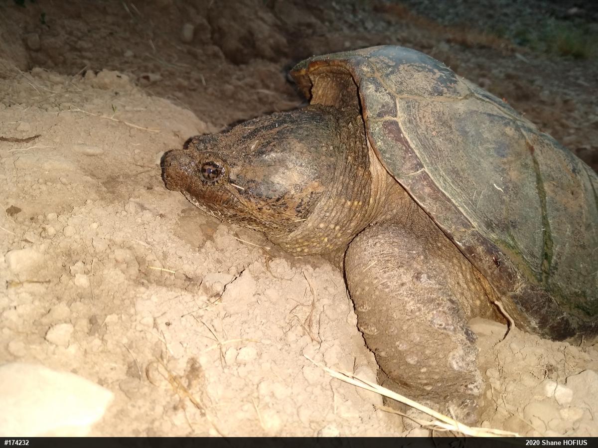 Snapping Turtle
