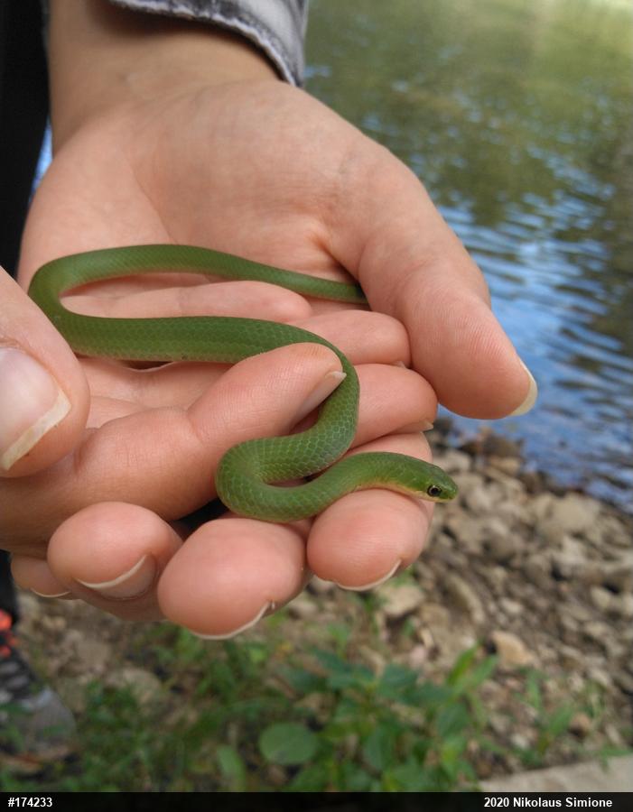 Smooth Greensnake