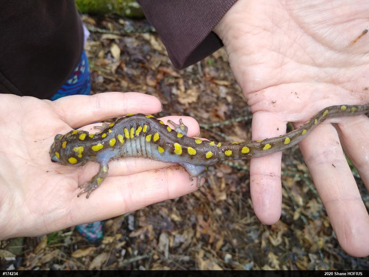 Spotted Salamander