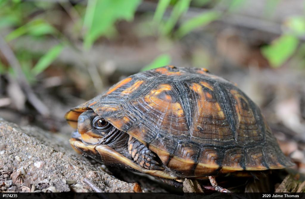 Eastern Box Turtle