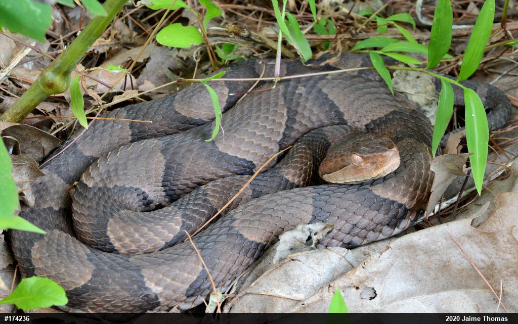 Northern Copperhead