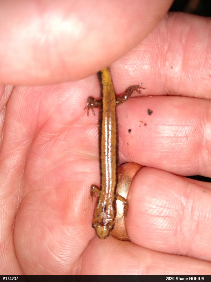 Allegheny Mountain Dusky Salamander