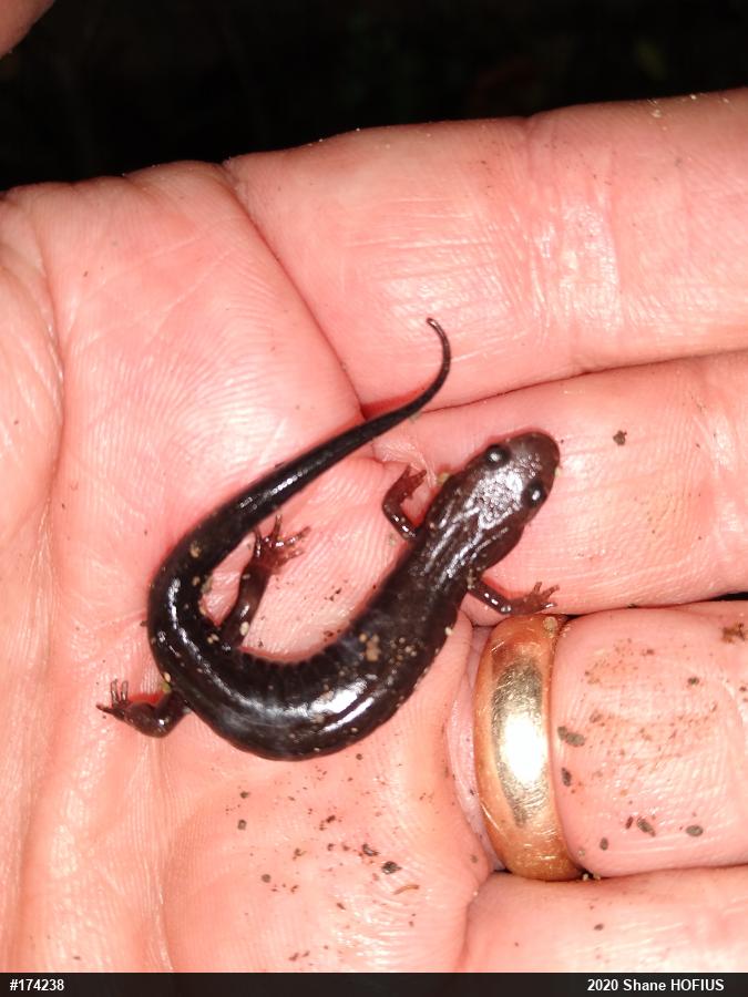 Allegheny Mountain Dusky Salamander