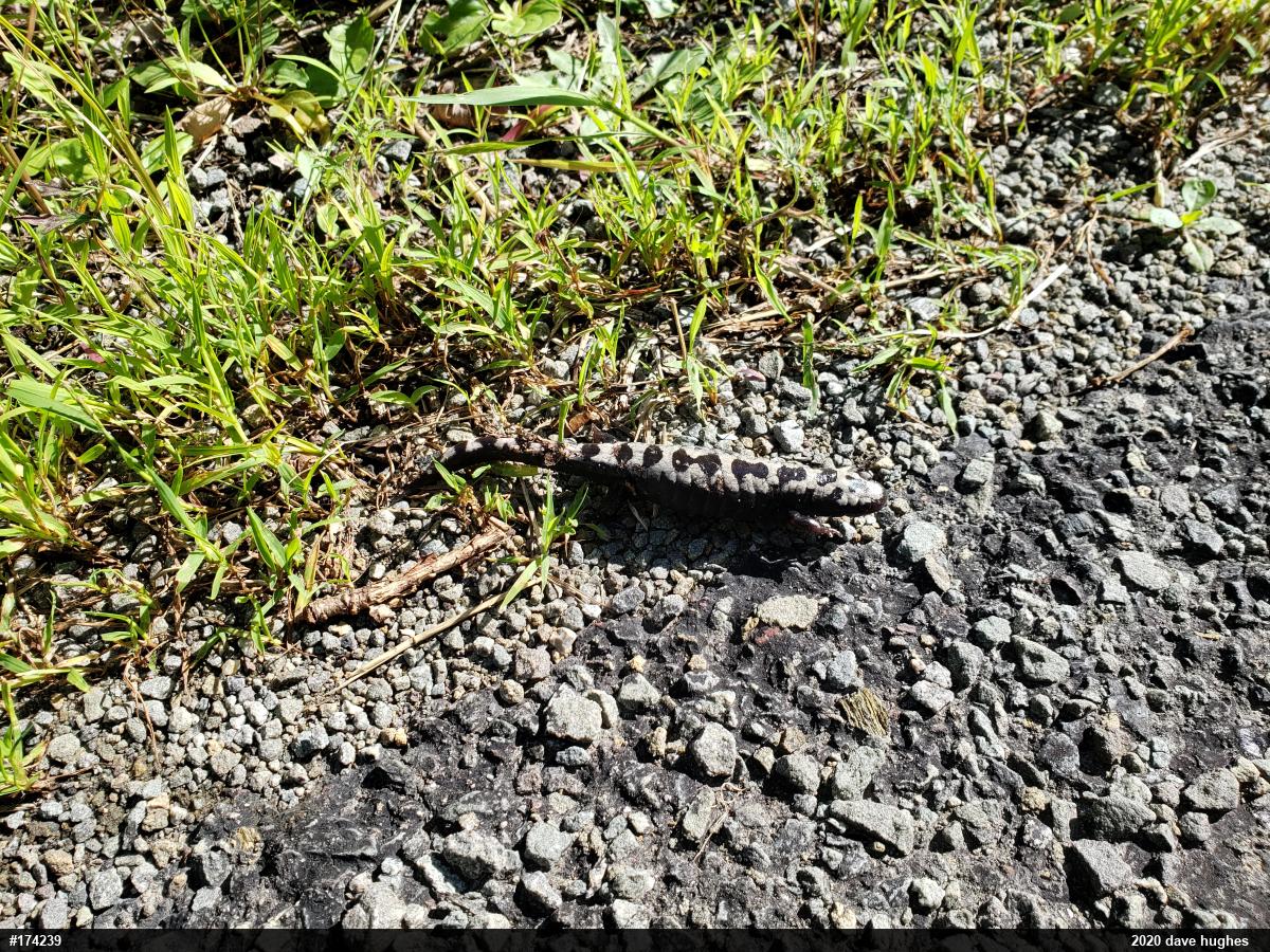 Marbled Salamander