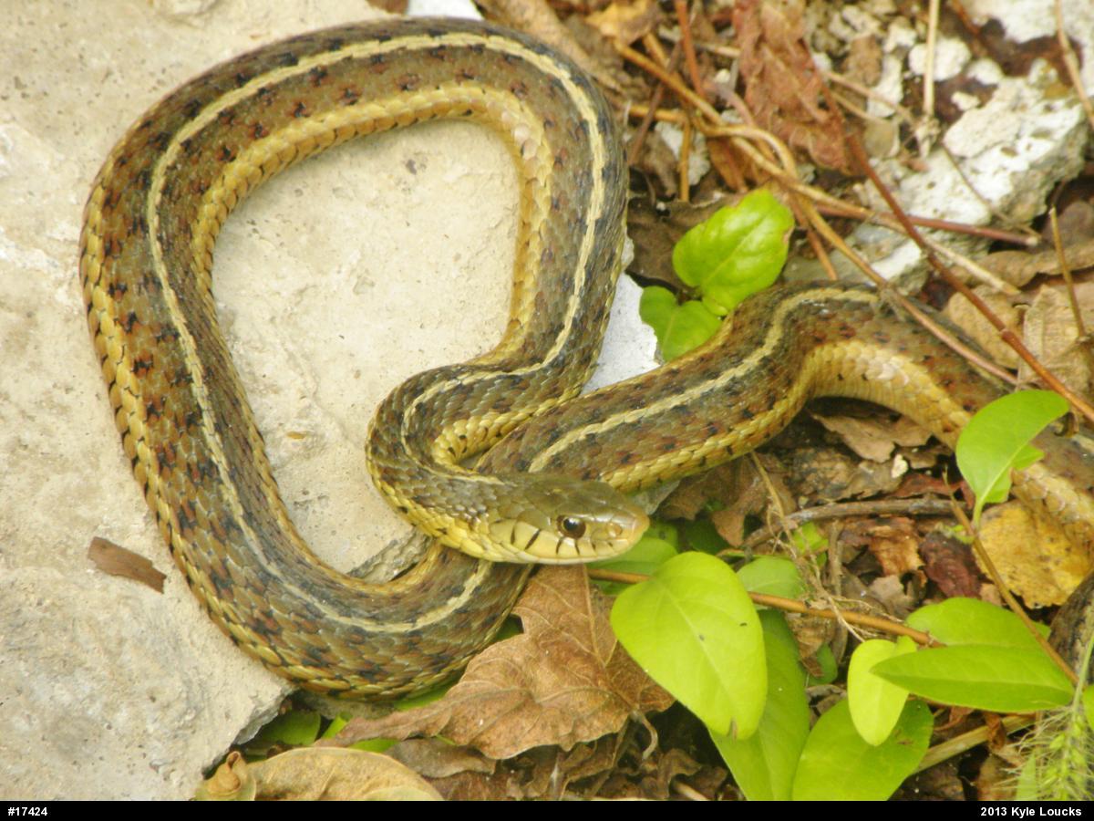 Eastern Gartersnake