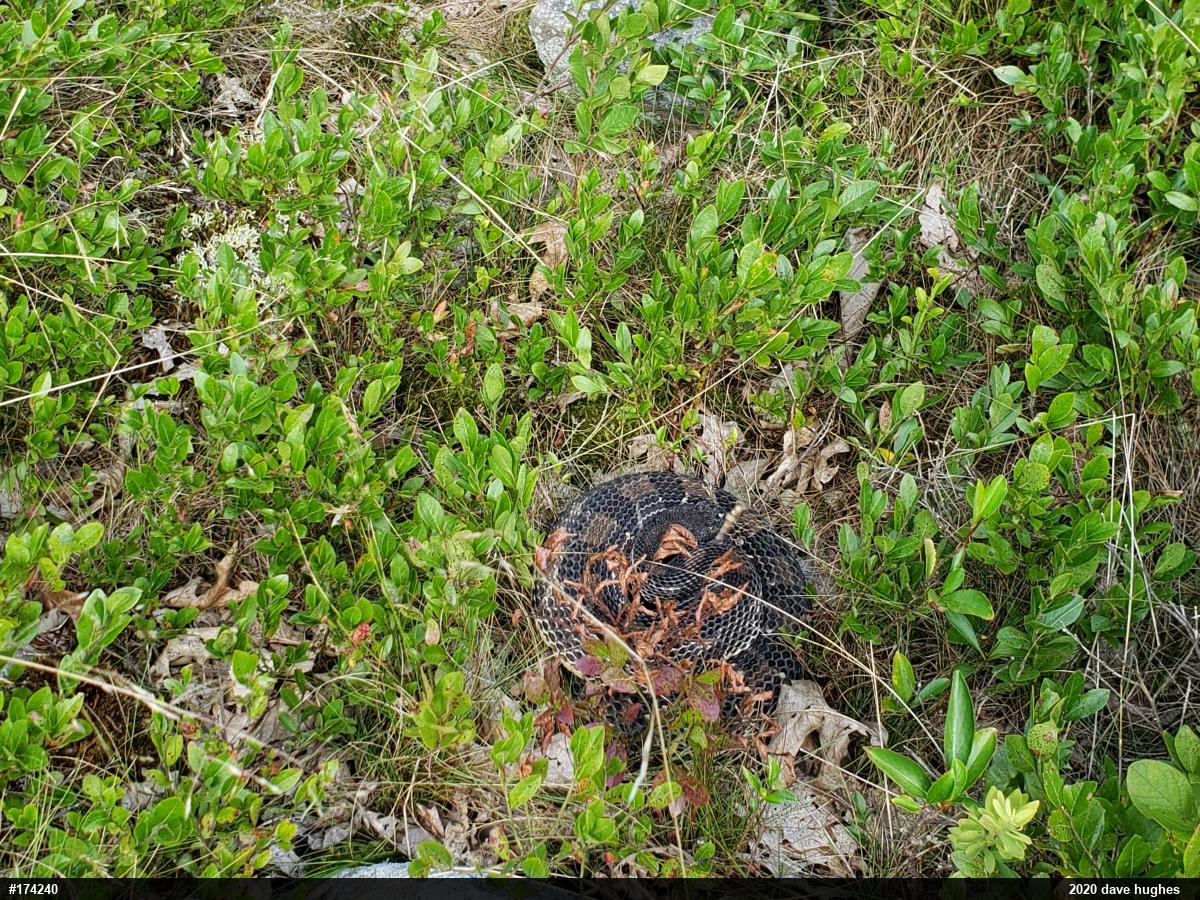 Timber Rattlesnake