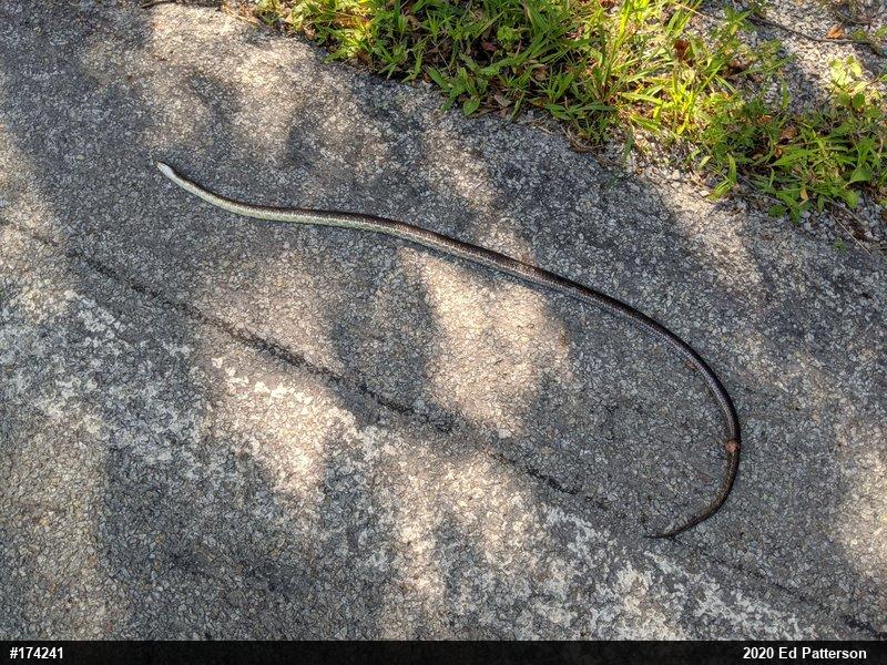Eastern Ratsnake
