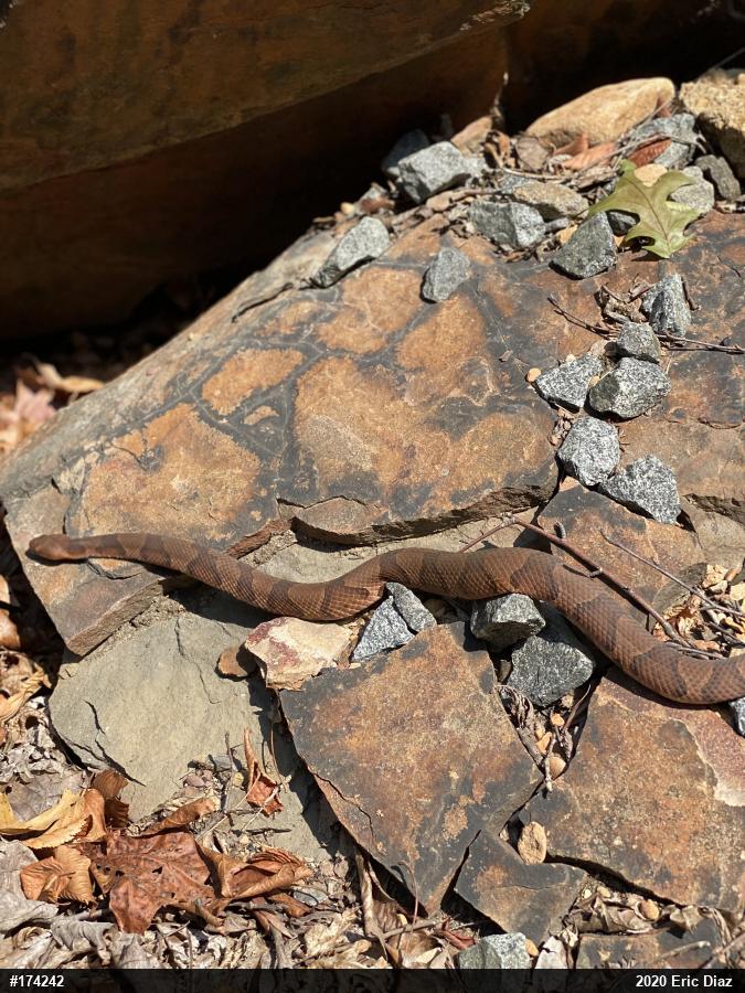 Northern Copperhead