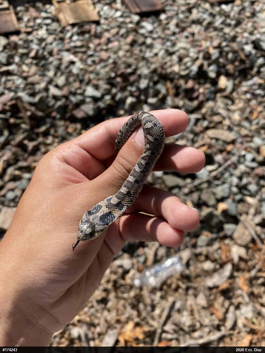 Eastern Hog-nosed Snake