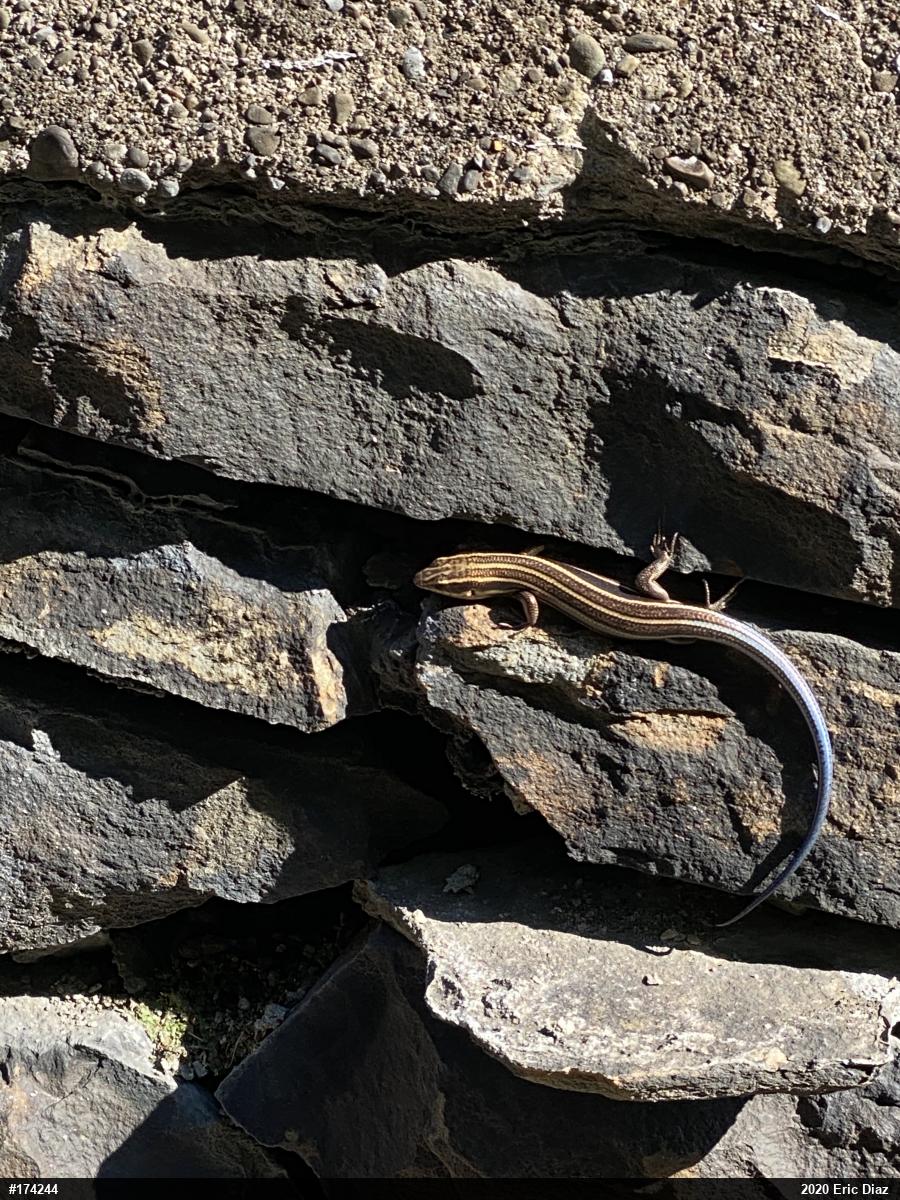 Common Five-lined Skink