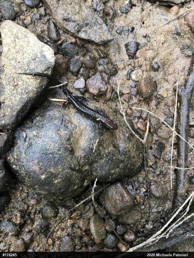 Allegheny Mountain Dusky Salamander