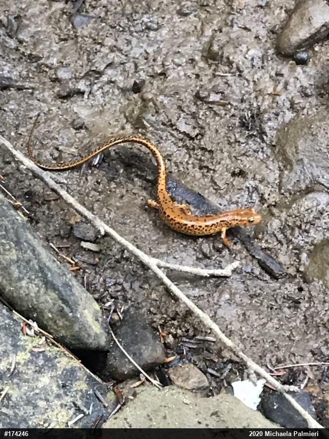 Eastern Long-tailed Salamander