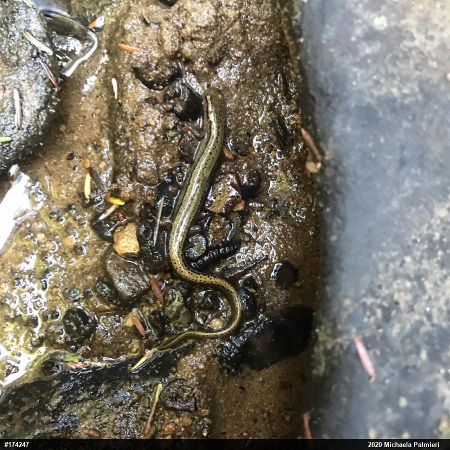 Northern Two-lined Salamander