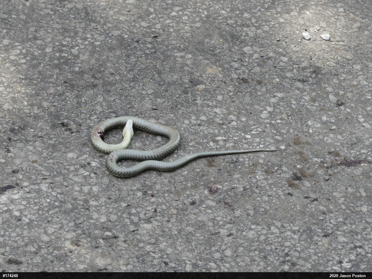 Eastern Gartersnake