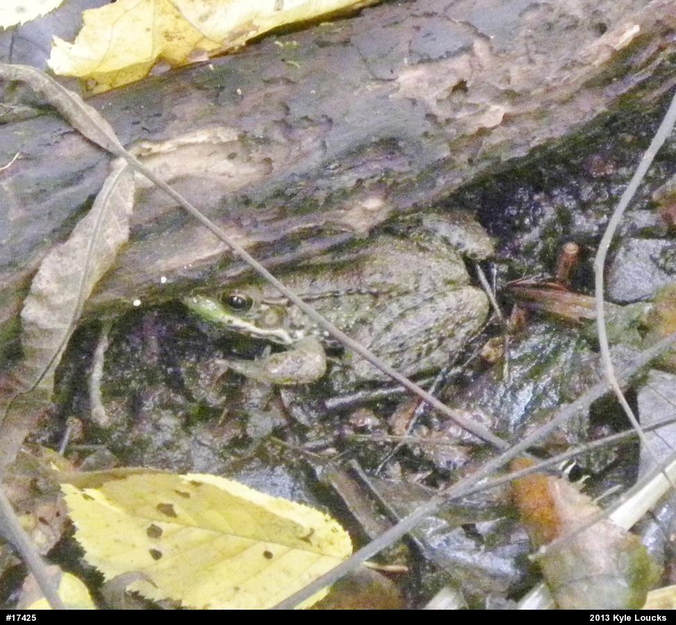 Green Frog