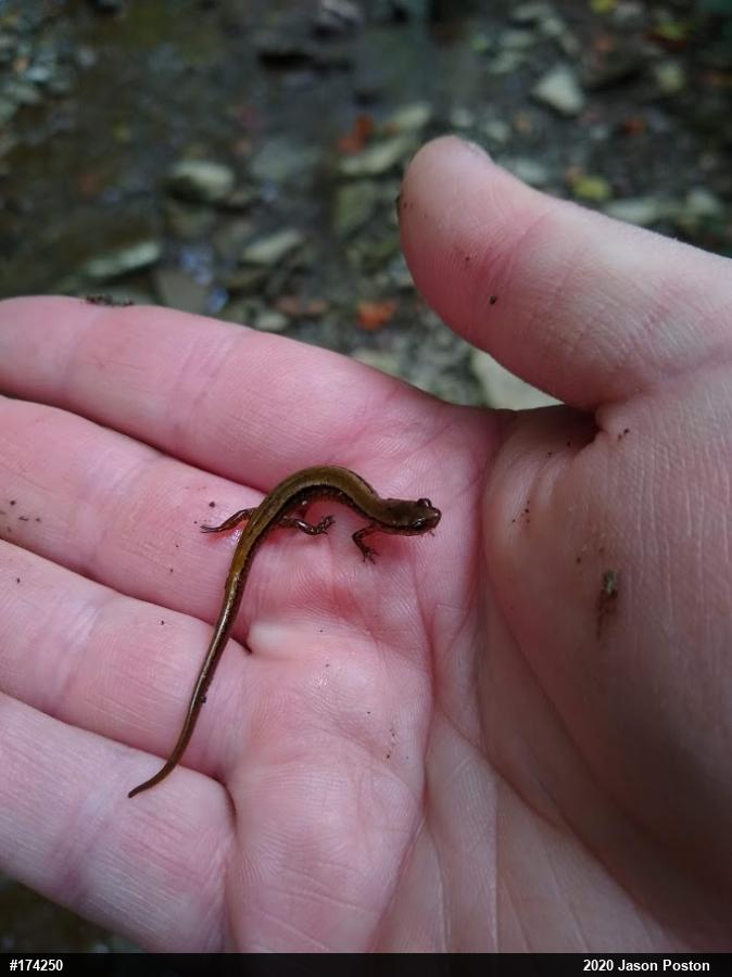 Northern Two-lined Salamander