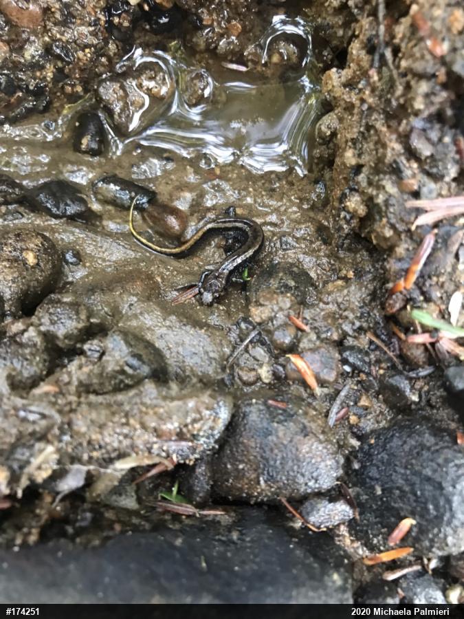 Northern Dusky Salamander