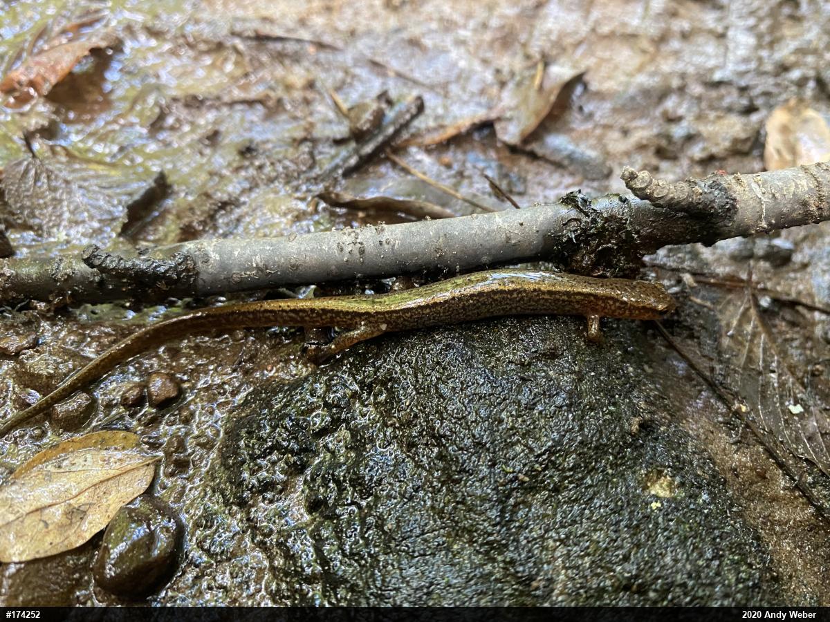 Northern Two-lined Salamander