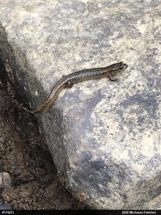 Northern Dusky Salamander