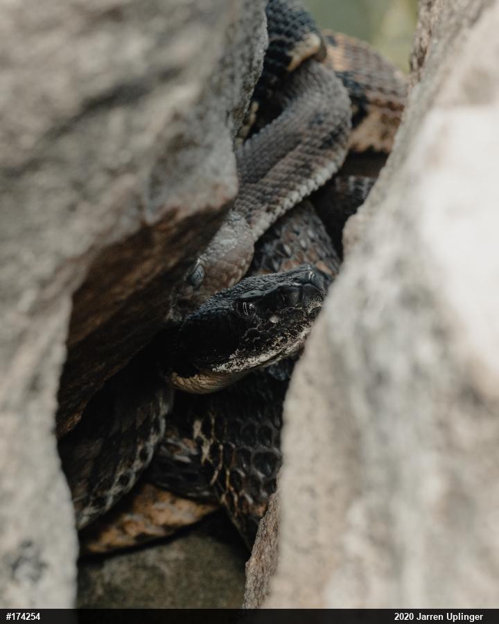 Timber Rattlesnake