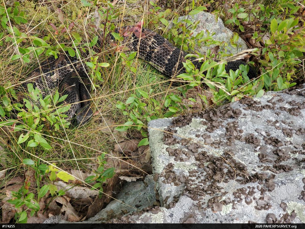 Timber Rattlesnake