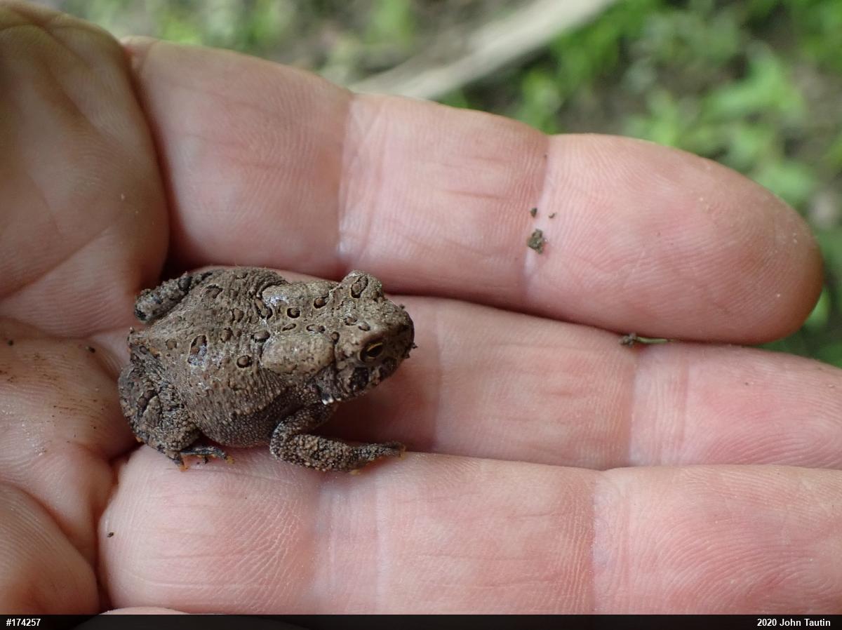 Eastern American Toad