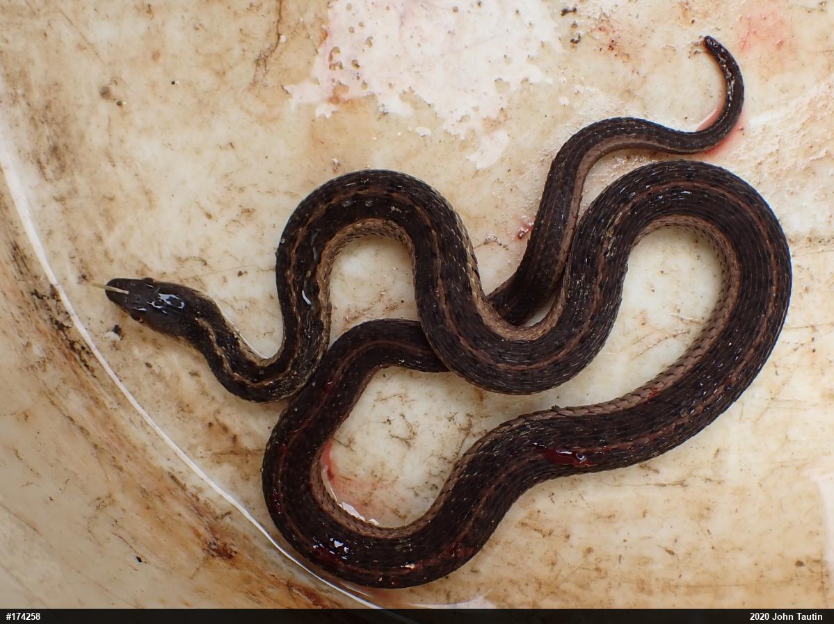 Eastern Gartersnake