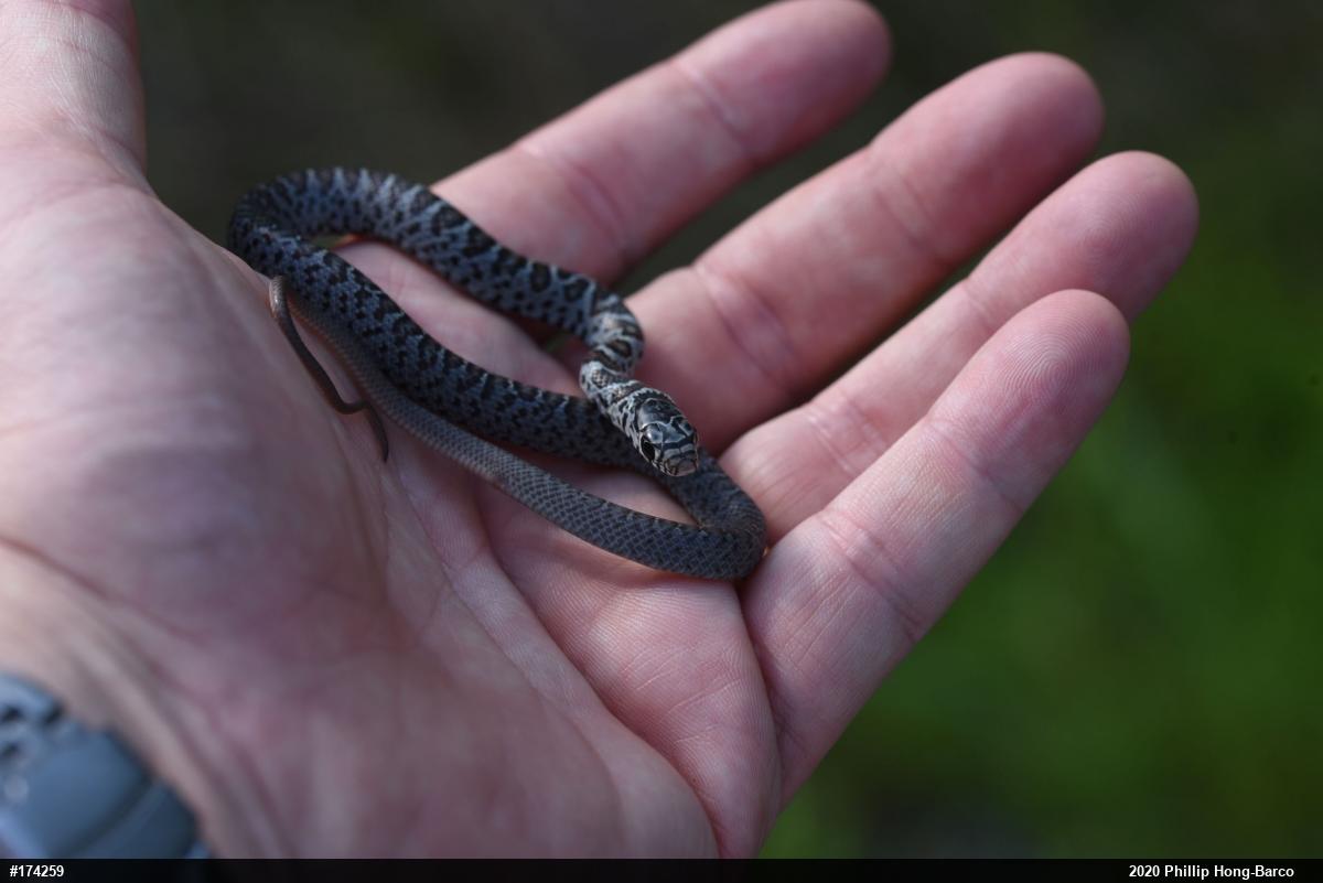 Northern Black Racer