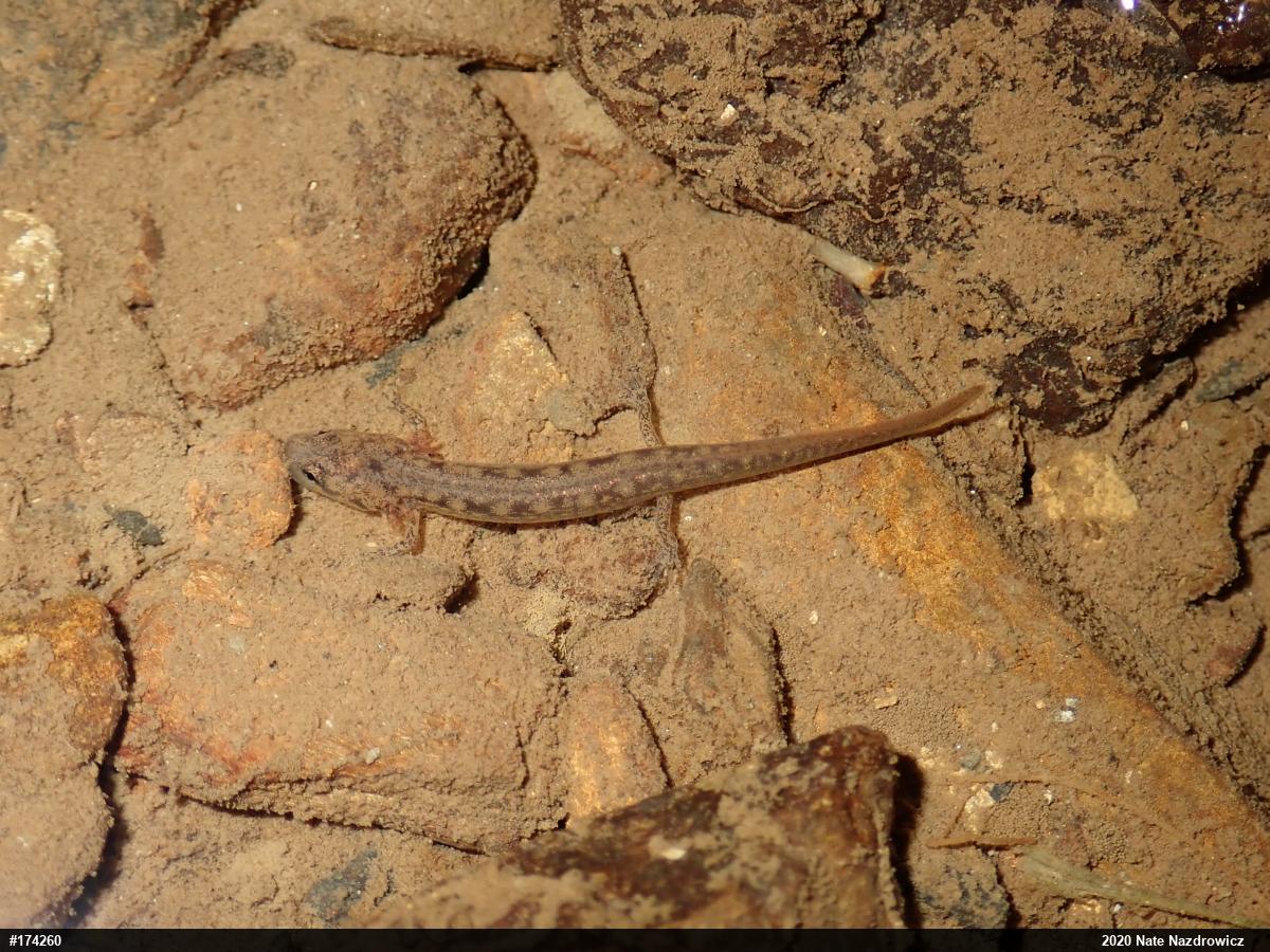 Northern Two-lined Salamander