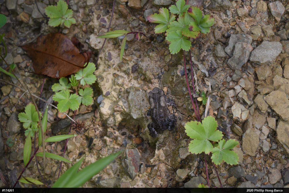 Eastern American Toad
