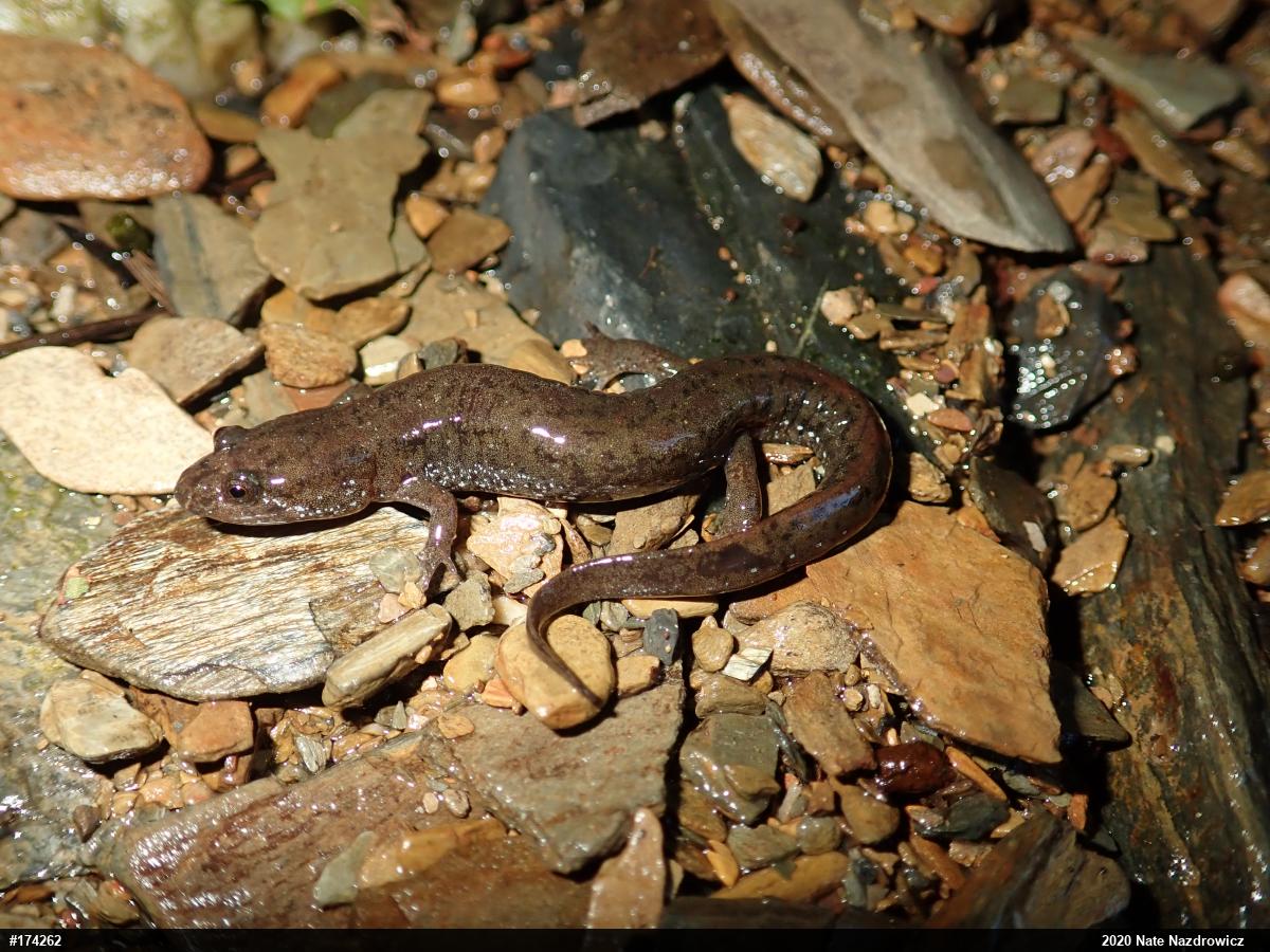 Northern Dusky Salamander