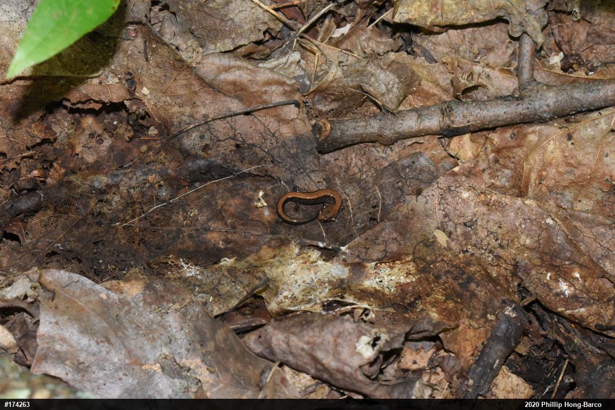 Eastern Red-backed  Salamander