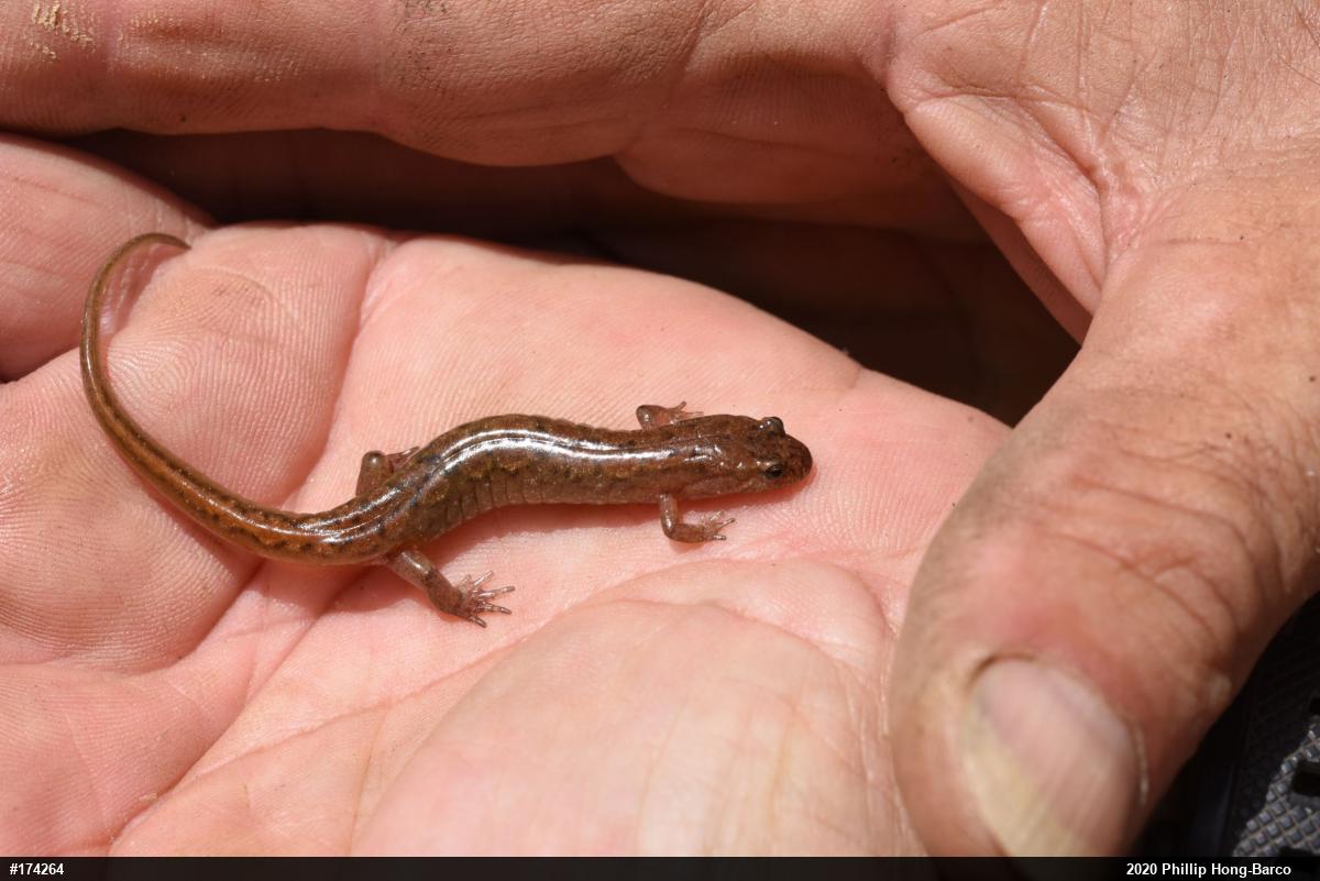 Northern Dusky Salamander