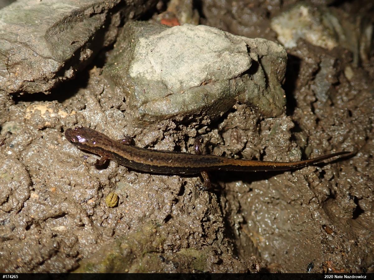 Northern Two-lined Salamander