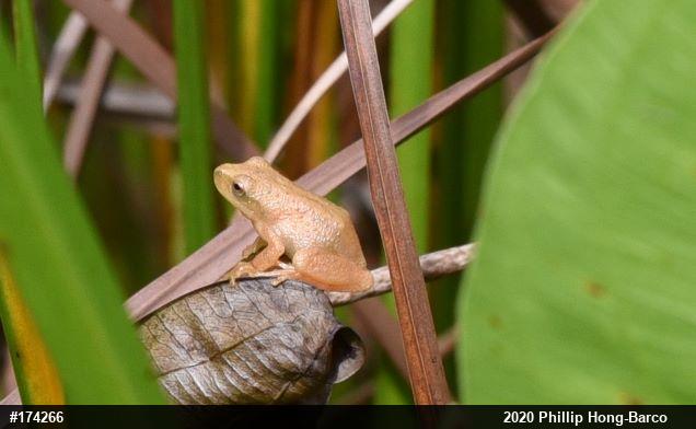 Spring Peeper