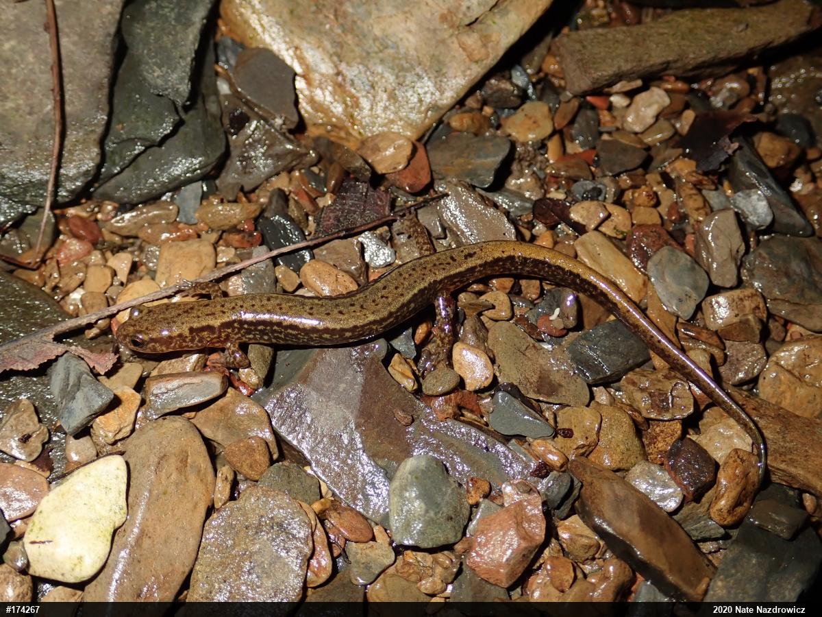 Northern Two-lined Salamander