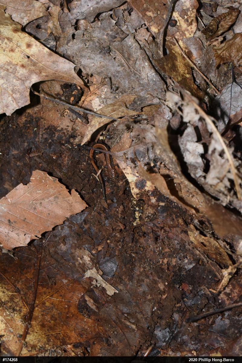 Eastern Red-backed  Salamander