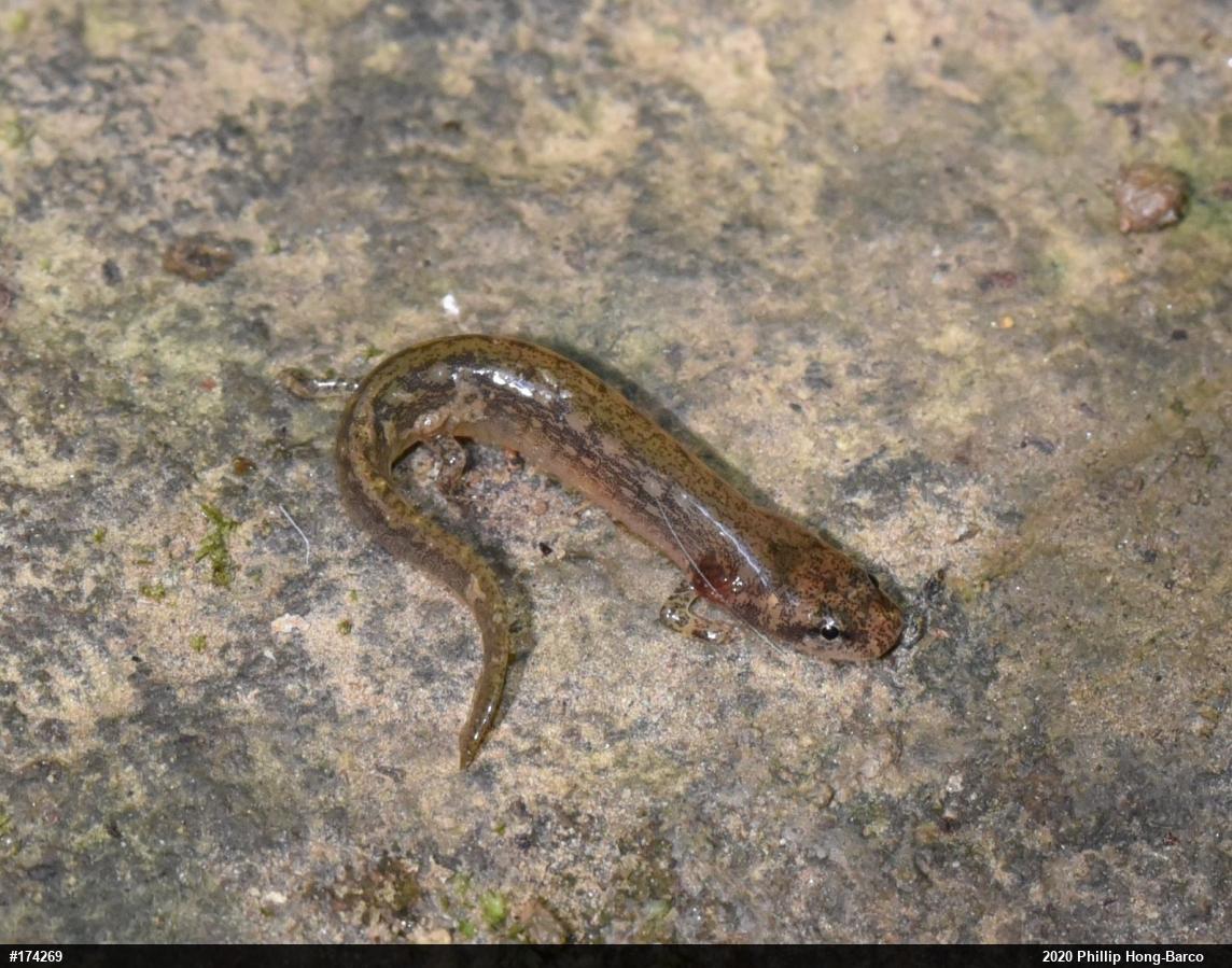 Northern Two-lined Salamander