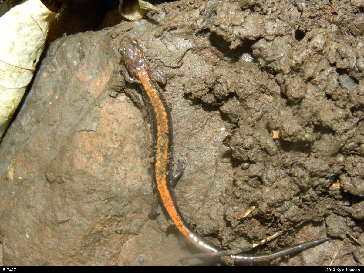 Eastern Red-backed  Salamander