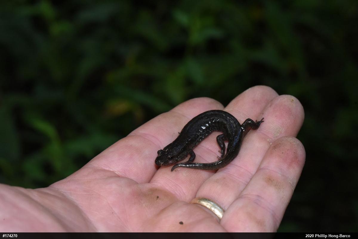 Northern Dusky Salamander