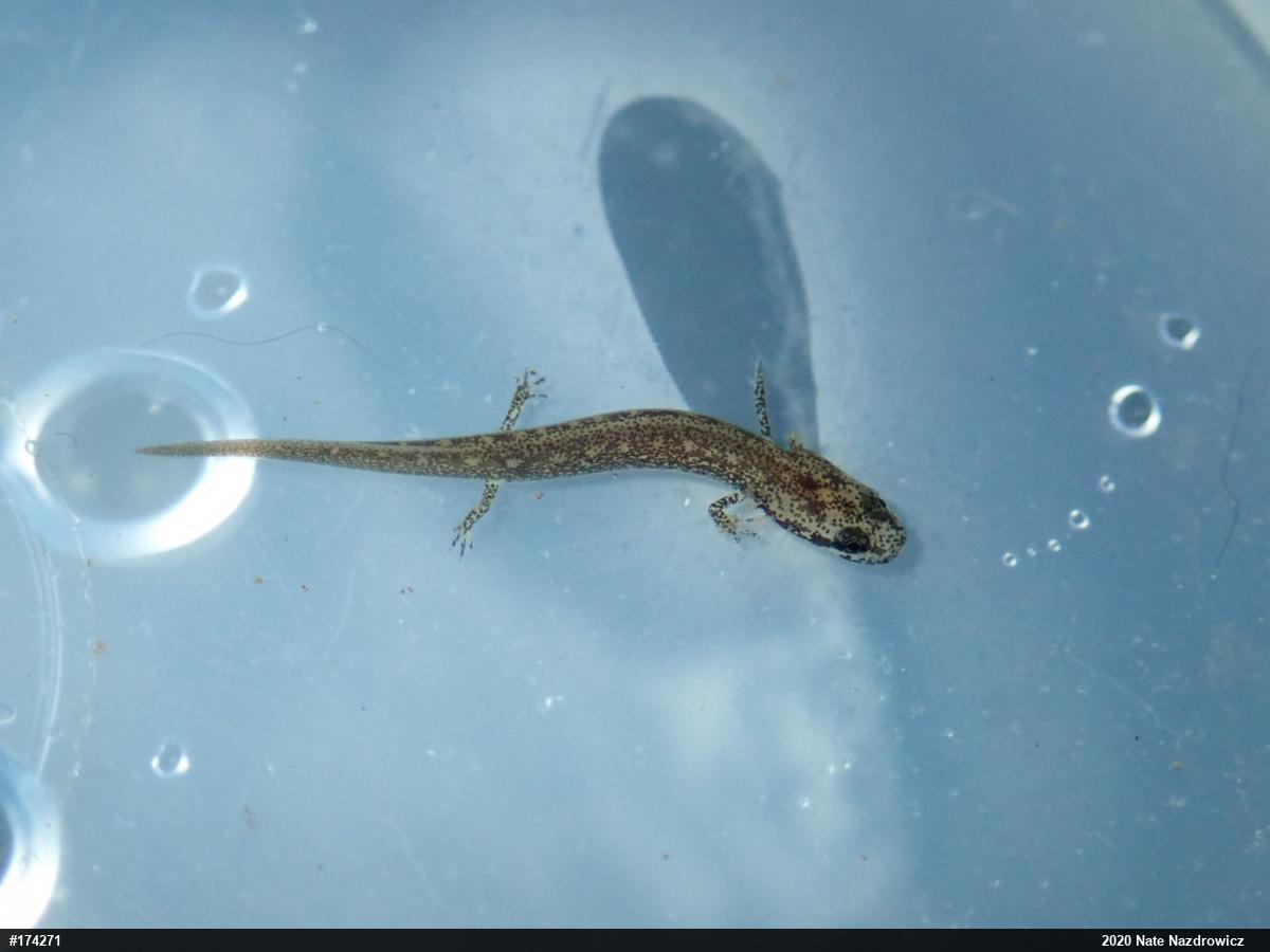 Northern Two-lined Salamander