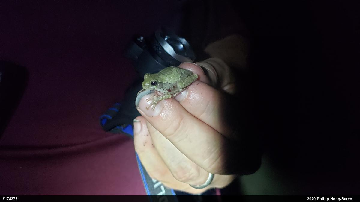 Unknown Gray Treefrog